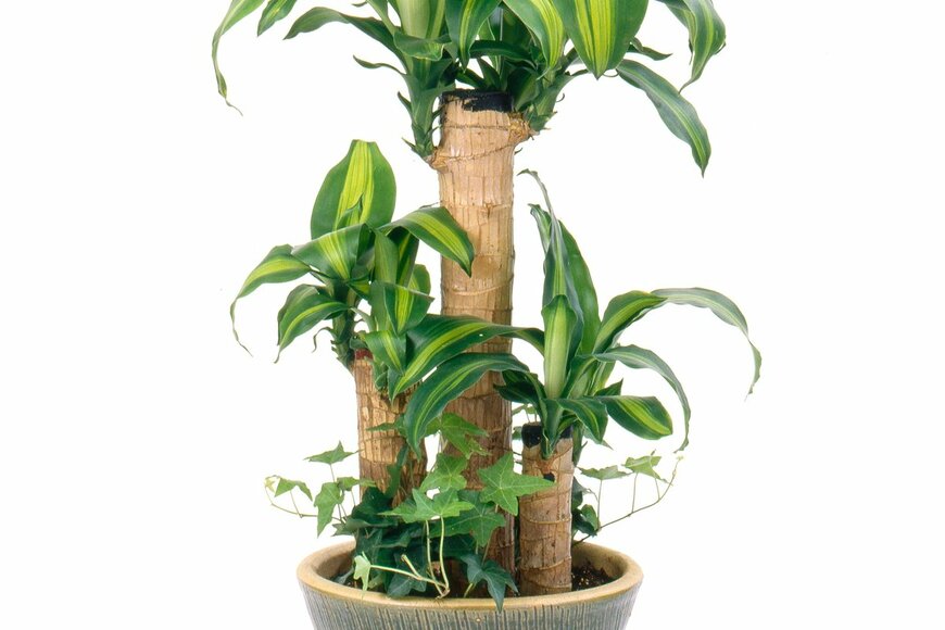 funny face/Shutterstock.com