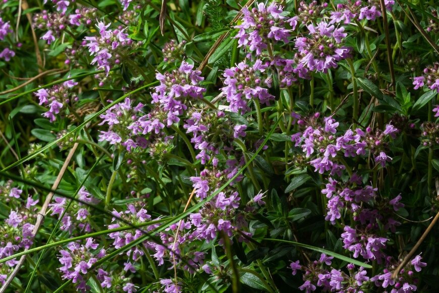 Oleg Marchak/istockphoto.com