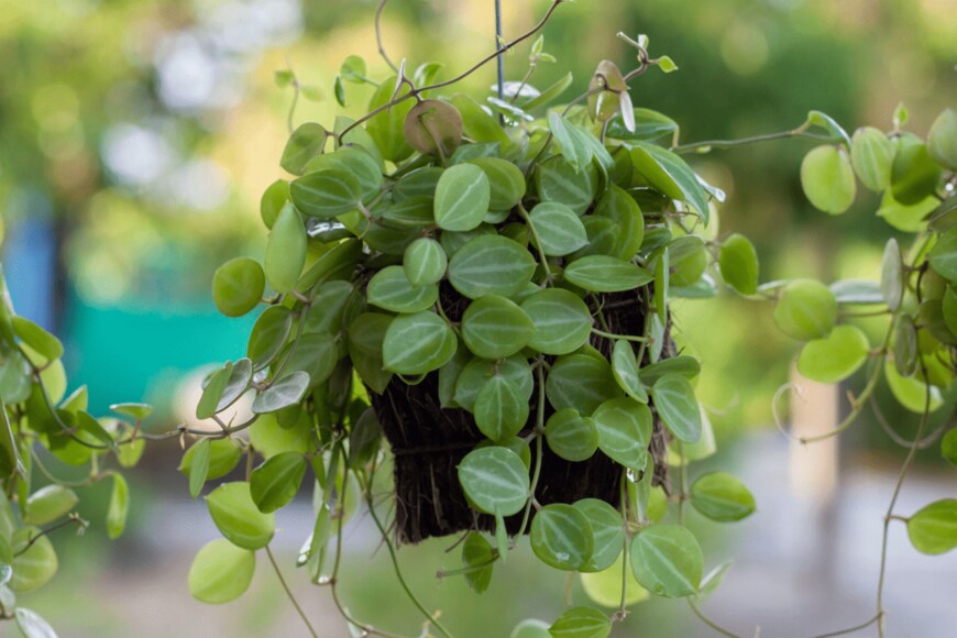 TuktaBaby/shutterstock.com