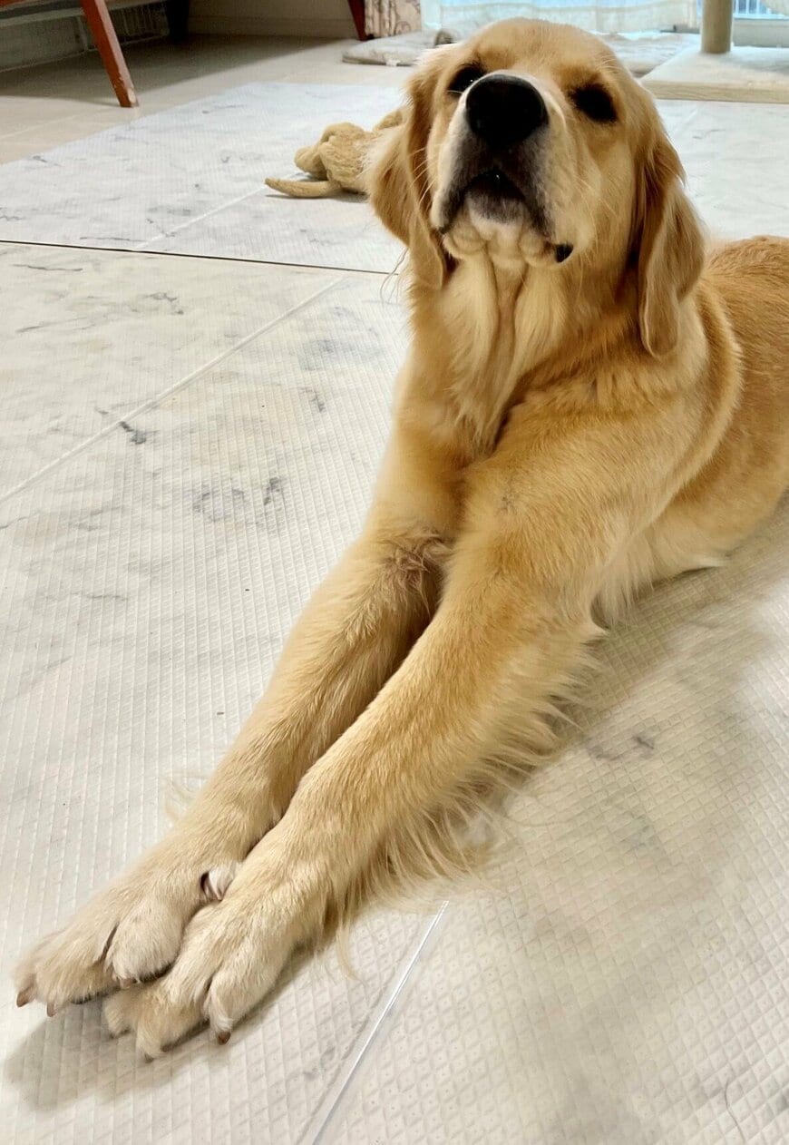 出所：@pu_channeldesu