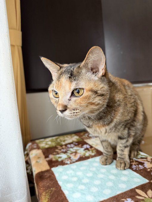 出所：@Adonis_Beginner