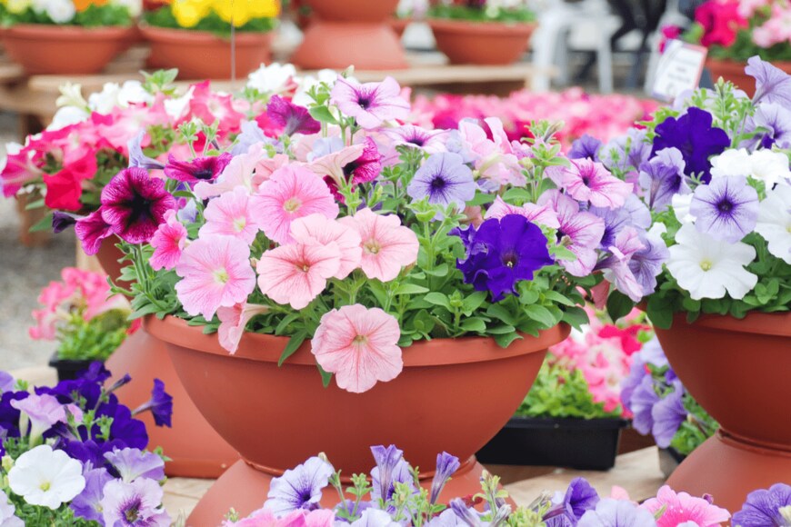 Yui Yuize/shutterstock.com