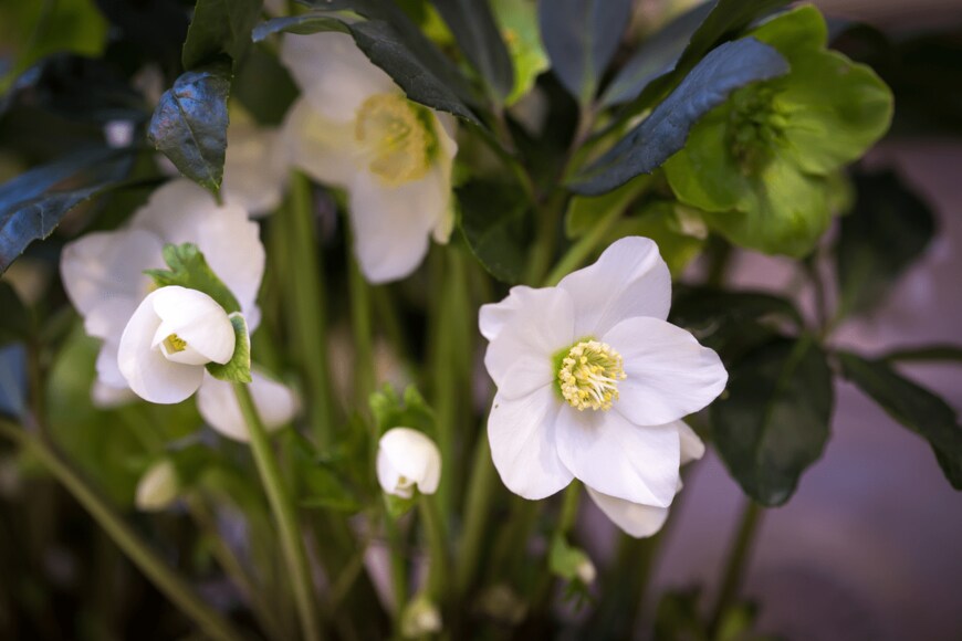                                                                 Marie Shark/shutterstock.com