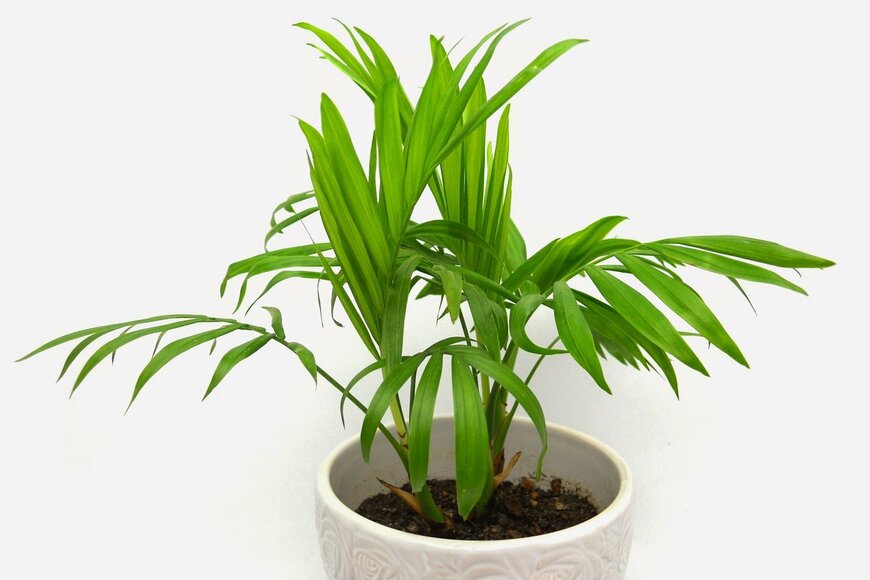 テーブルヤシ（ranmaru/Shutterstock.com）