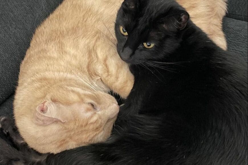 【頭隠して尻隠さず】猫のバレバレな擬態に笑ってしまう　毛色と同じ色を利用して「賢い可愛い」