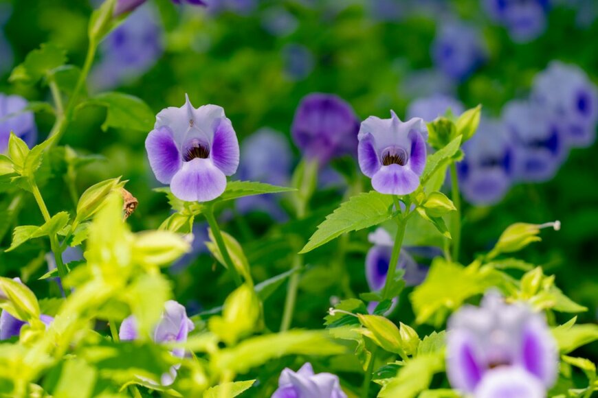 gussan007/shutterstock.com