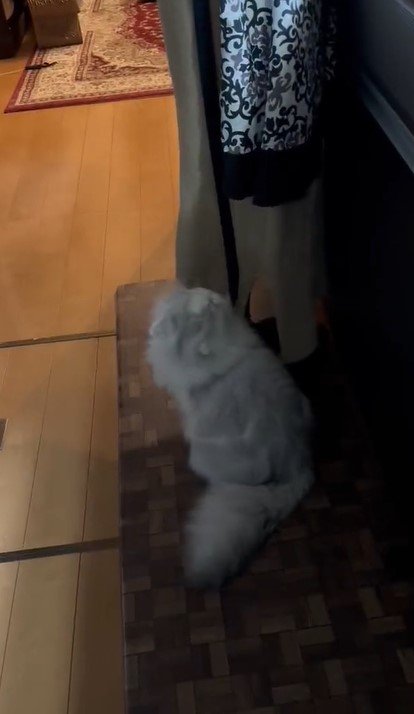 出所：@NEKOLAND13