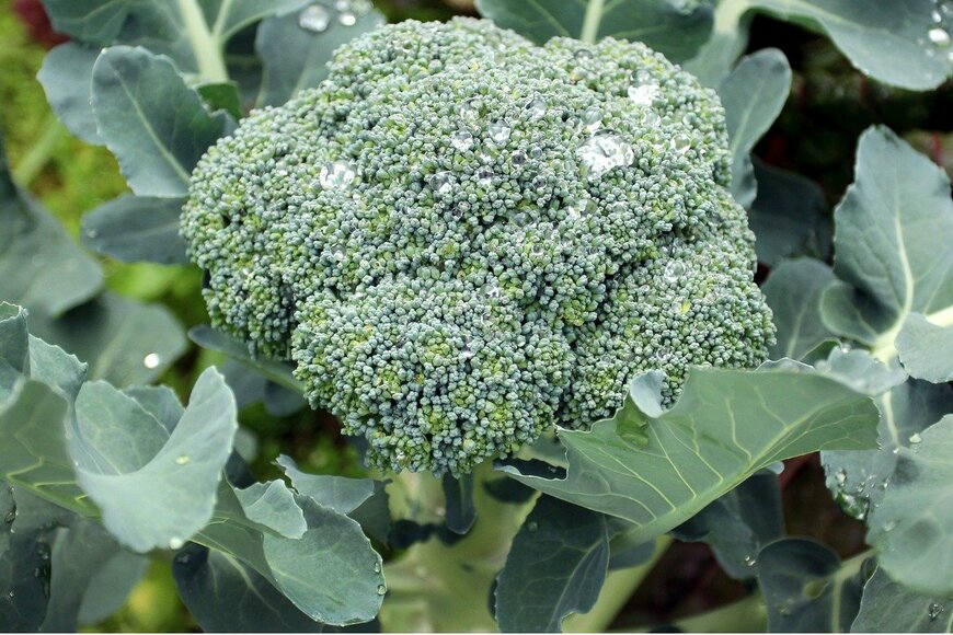 kityowong/istockphoto.com