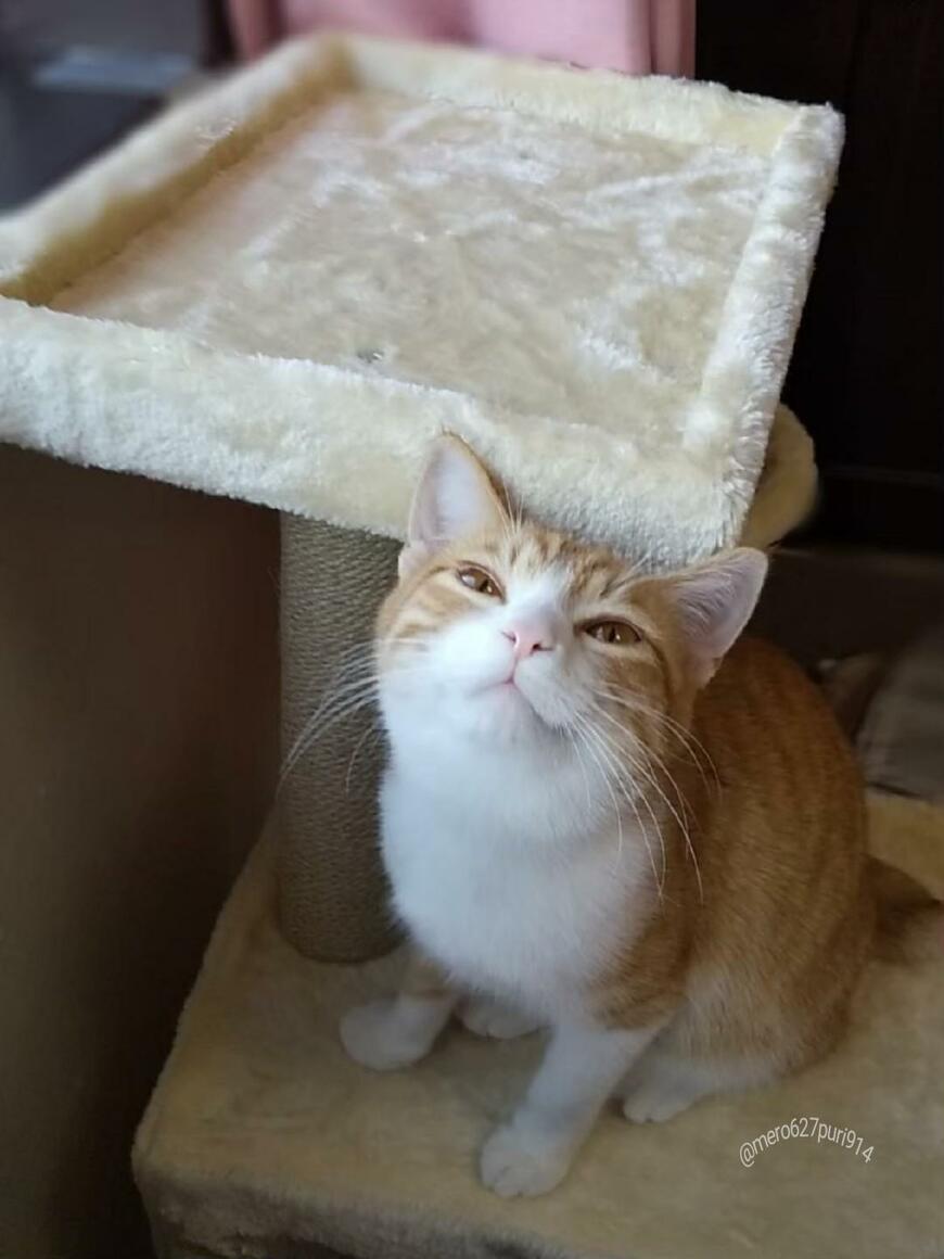 出所：@mero627puri914