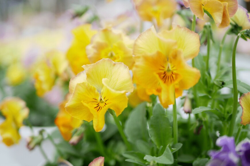 croquette/shutterstock.com