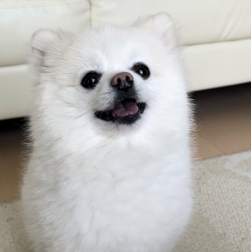 人間だったら許されない！？贅沢にご満悦なワンちゃんが話題に