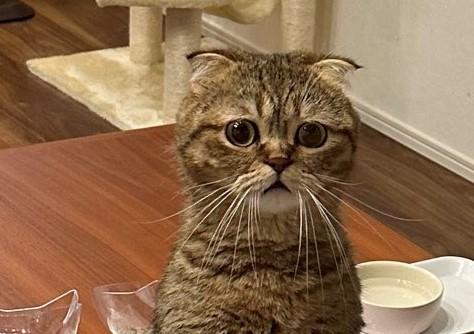 出所：@ponpokopontanu