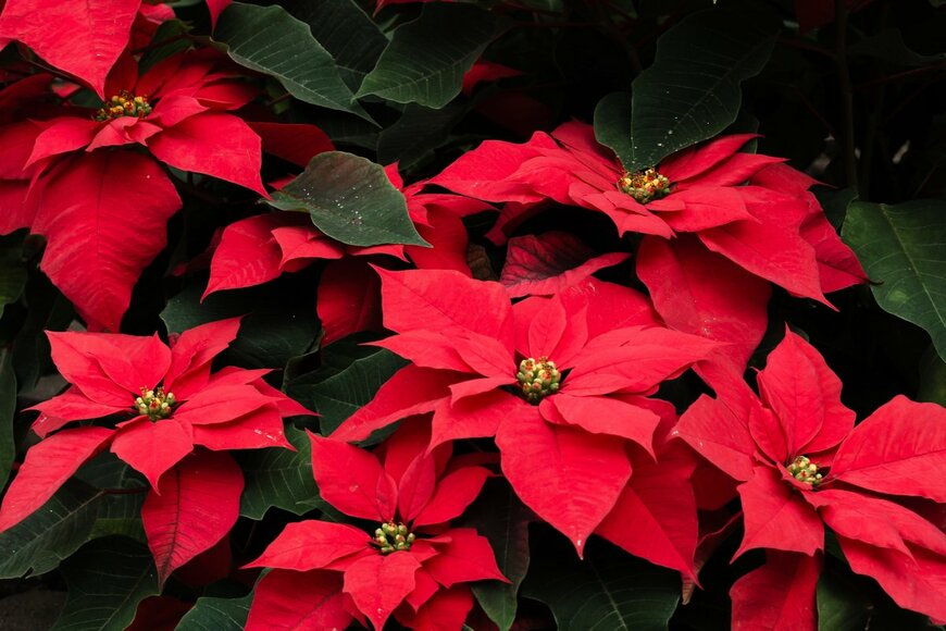 赤が鮮やか！ポインセチア（tkyszk/Shutterstock.com）