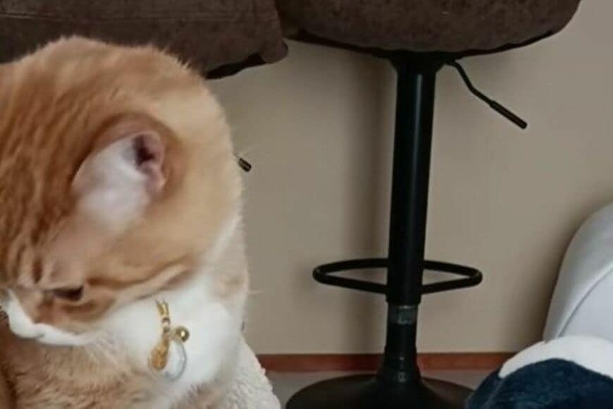 寝起きに見せた「猫の表情」に思わず二度見　鋭い目つきに思わず笑ってしまう