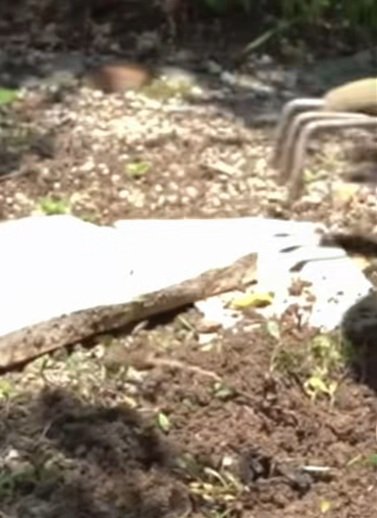 出所：＠ceracorey3