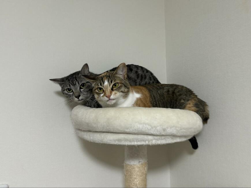 出所：@totomaru_hanmi