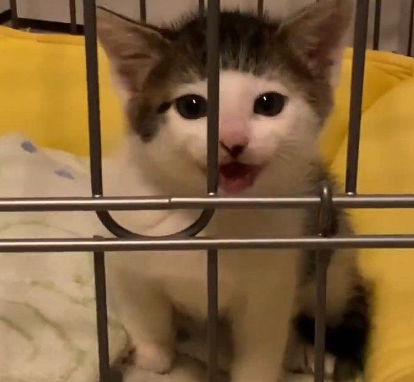 出所：@Saeroyi_cat