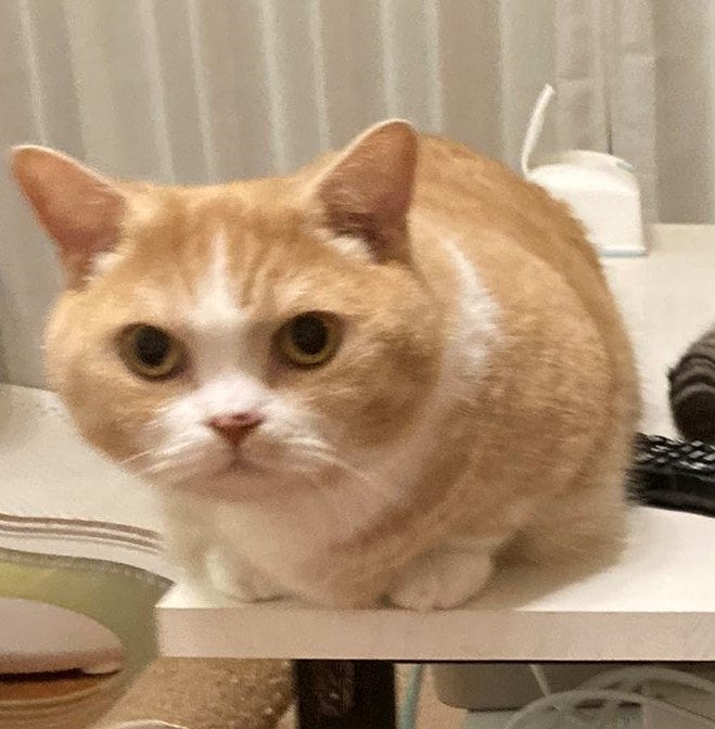 出所：@nekotansoku