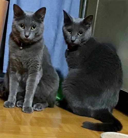 出所：@luna7taka9