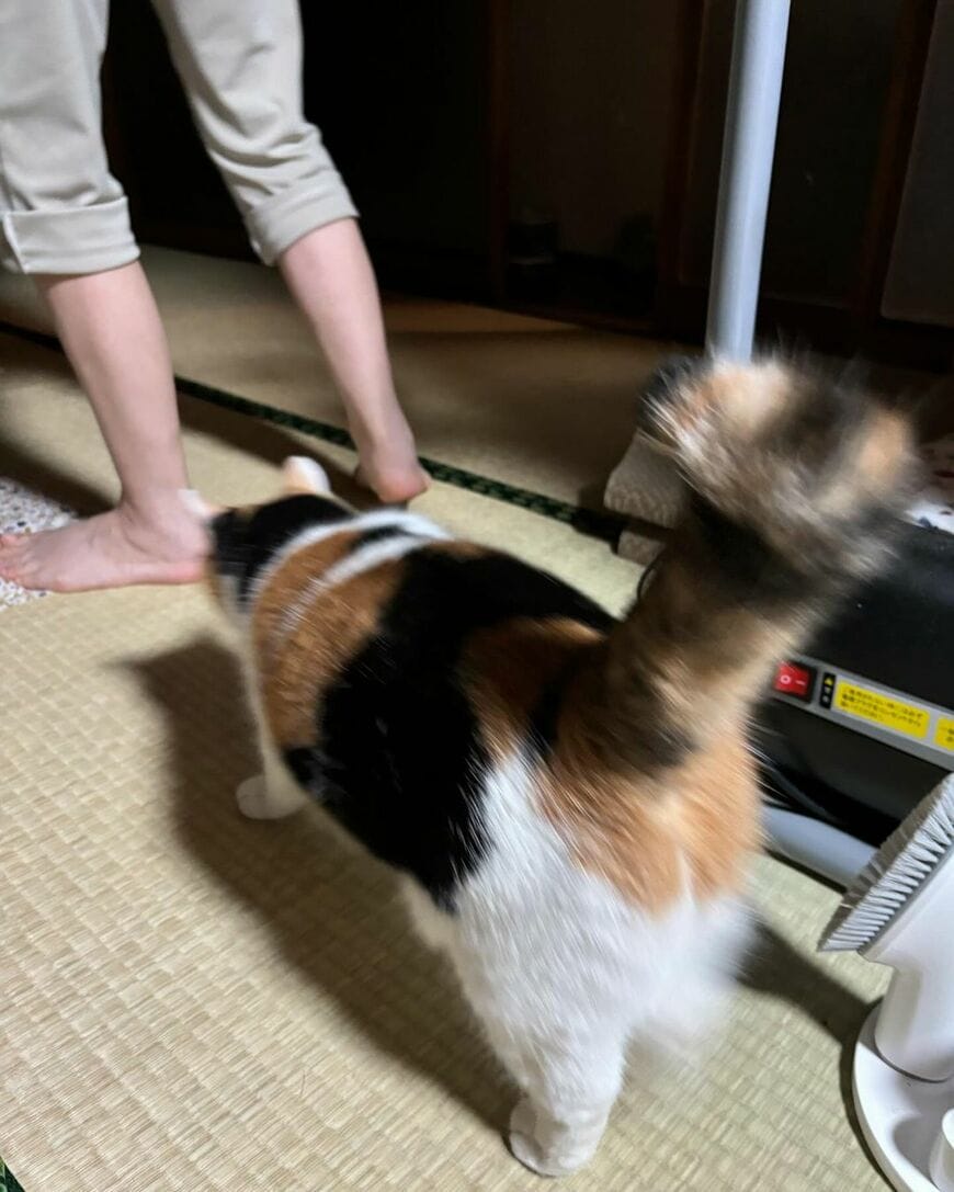 後をついていく猫