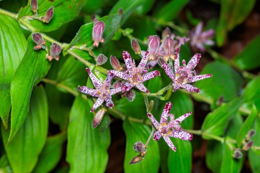 白地に紫色の斑点が特徴の、ホトトギスの花