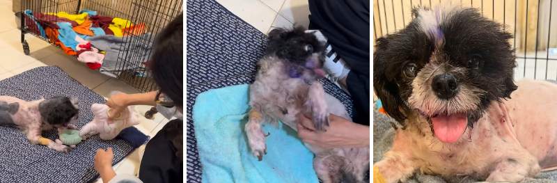 出所：@acfanimalrescueofficial