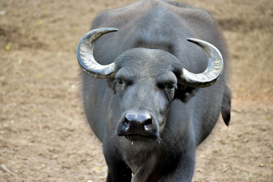 牛のツノの市場価値をご紹介