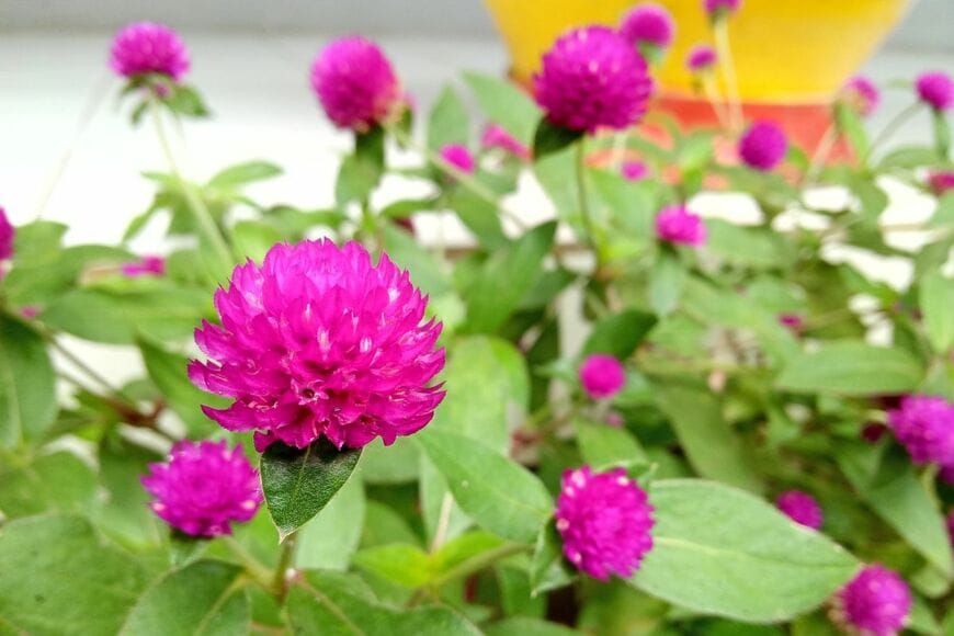 濃いピンク色の花を咲かせている、センニチコウ