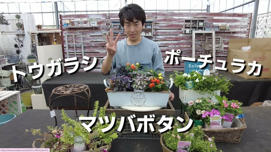 夏でも育てられる一年草おすすめ3つ