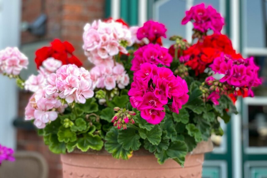 ゼラニウムの花。色はピンクと赤。