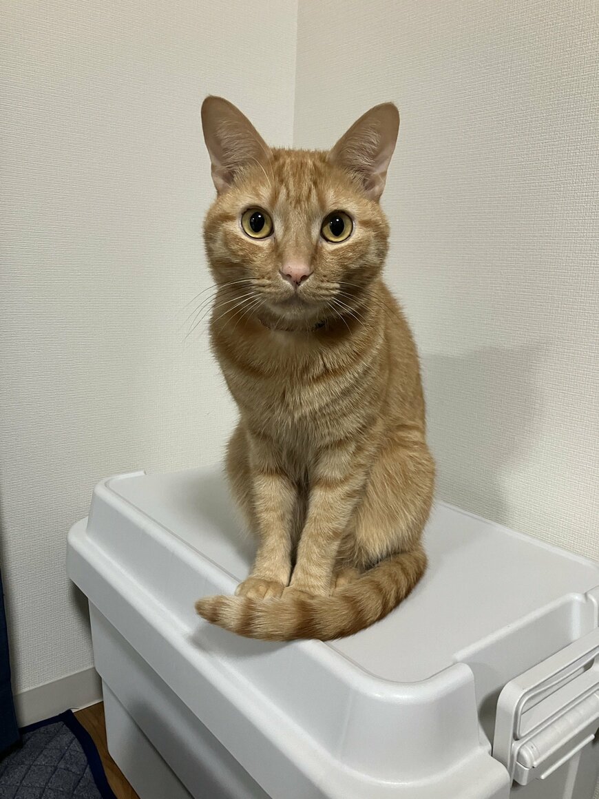 大人しそうなむぎちゃん