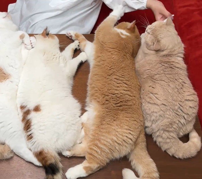 デスクを占領する猫