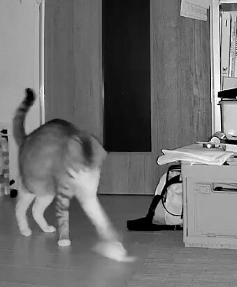 夜中に遊ぶ猫