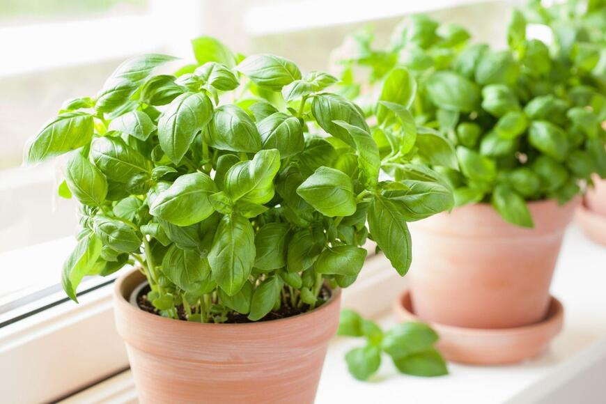 バジルの鉢植え
