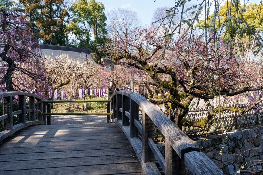 北野天満宮梅まつり