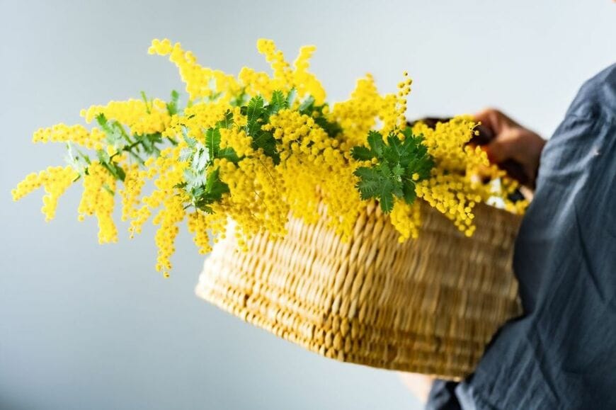 ミモザの花束写真
