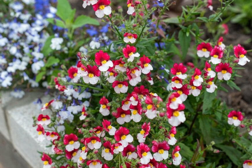 赤と白、2色の花を咲かせているネメシア