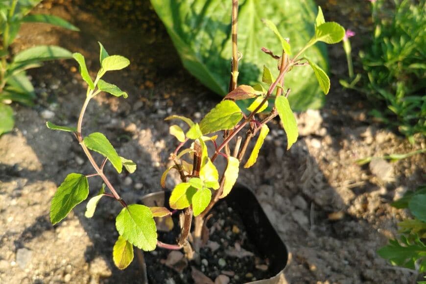 植え付け時のチェリーセージ