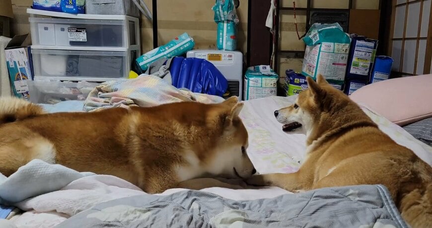 ナカヨシバイヌ