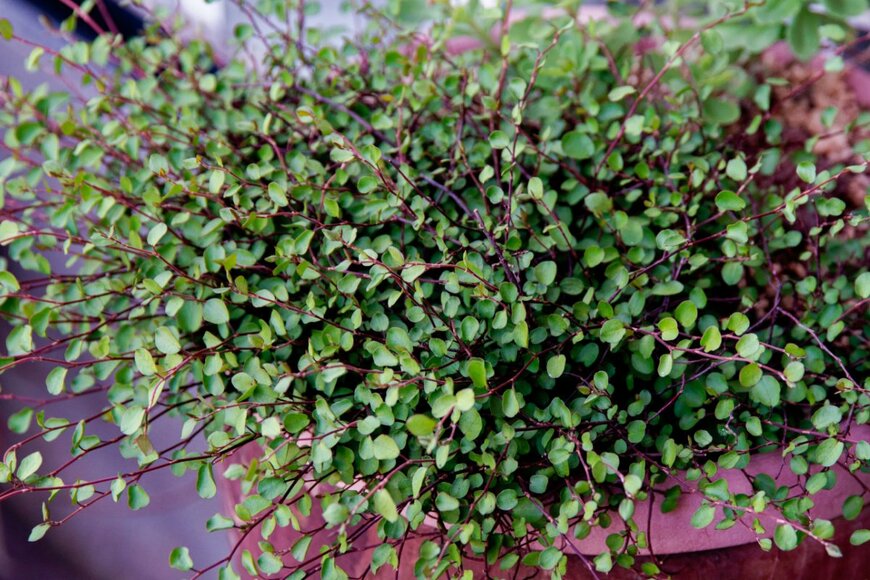 ワイヤープランツ、別名 ミューレンベッキアの葉が植木鉢からこぼれるように茂っている。