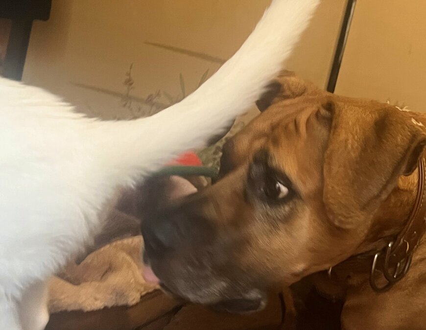 ビックリする犬