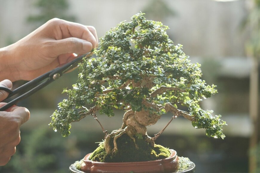 盆栽をハサミで選定しているところ