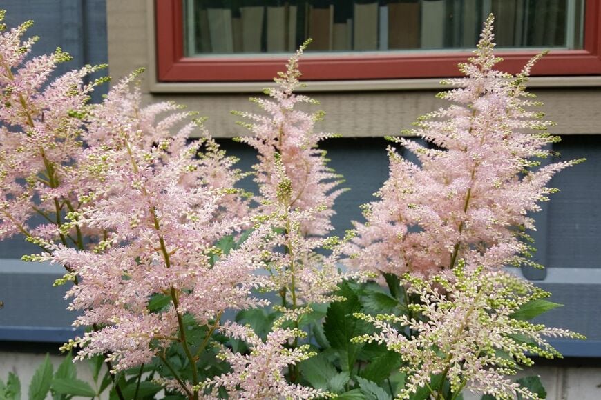 淡いピンクの花を咲かせている、アスチルベ