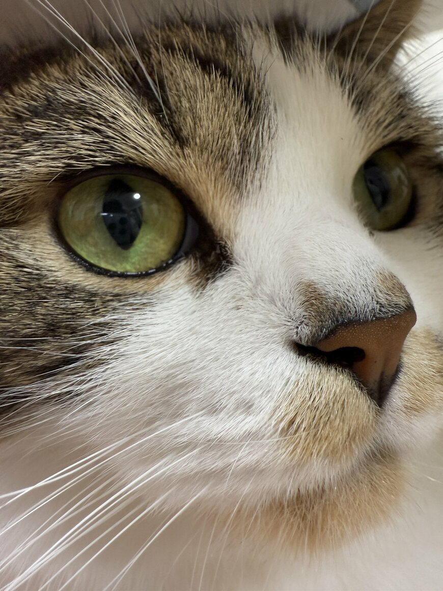 iPhone16で撮影された猫