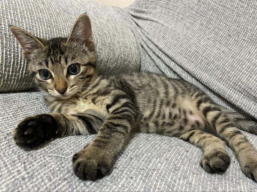 猫の間違い探し