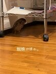 【クモを発見したフクロウ】追いかけて、追いかけて、結局…→予想外の表情に笑ってしまう