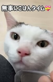 「こんなの笑うよw」ご飯の音で猫を呼ぶと→意外な反応に思わず爆笑してしまう