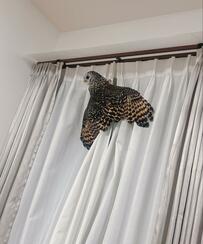 【遊び上手なフクロウ】神出鬼没な投稿がおもしろいと話題に！まさかの場所に出没する姿に驚きの声も…