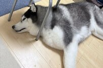 くつろぐハスキー犬の上に立っている「そっくりさん」に思わず目を疑う　「完成形可愛い」「憧れのやつ」
