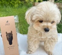 おやつを食べる「前後」で顔が違い過ぎるワンちゃんがかわいいと話題